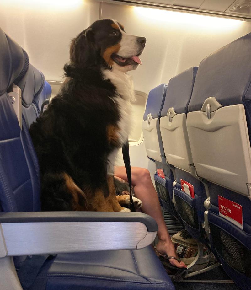 Best Dog Friendly Airlines