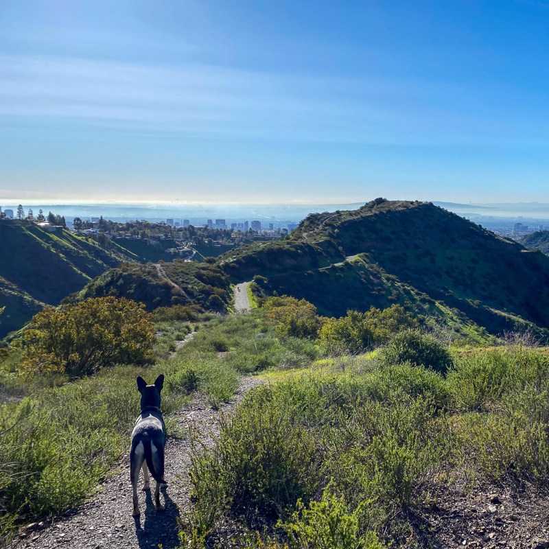 Best Dog Friendly Hikes Los Angeles