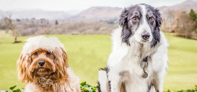 Best Dog Friendly Walks Lake District