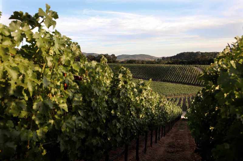 Best Dog Friendly Wineries In Napa