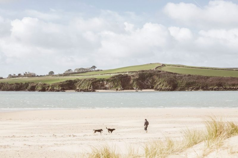 Dog Friendly Beaches Near Me All Year Round