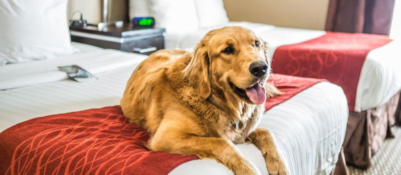 Dog Friendly Hotel Kelowna